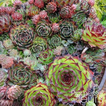 Sempervivum Gemengd