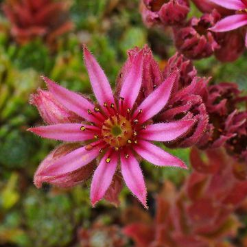 Sempervivum Alpha