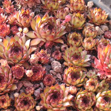 Sempervivum Bronco