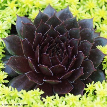 Sempervivum Chick Charms Bing Cherry