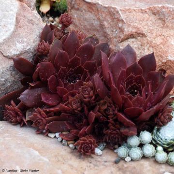 Sempervivum Chick Charms Chocolate Kiss