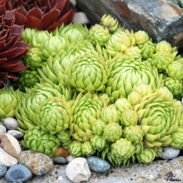 Sempervivum Chick Charms Key Lime Kiss