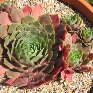 Sempervivum Othello