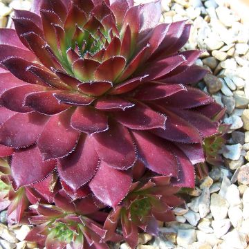 Sempervivum Rubin