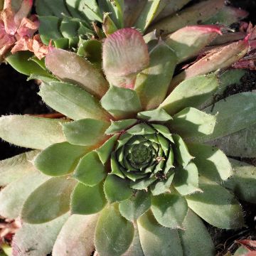 Sempervivum Santis