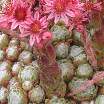 Sempervivum arachnoideum Rubrum  de arañas