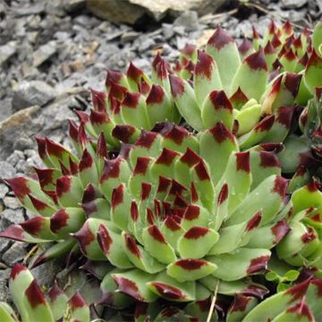 Sempervivum calcareum