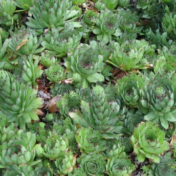 Sempervivum tectorum - Barba de Júpiter