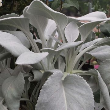 Senecio cineraria var. candicans Angel Wings - Cineraria gris