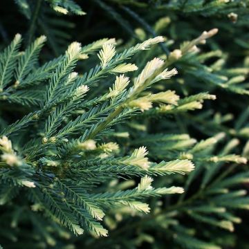 Sequoia sempervirens Adpressa - Secuoya