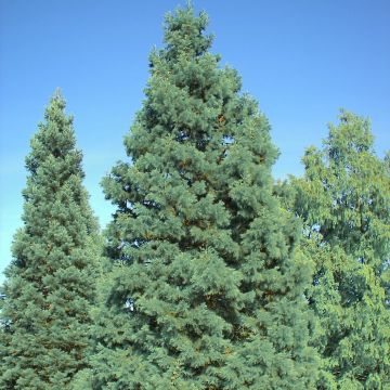 Sequoiadendron giganteum Glaucum - Secuoya gigante