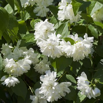 Philadelphus virginalis Minnesota Snowflake - Celinda