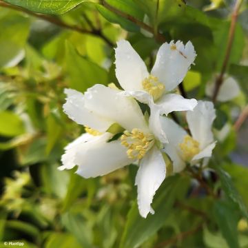 Philadelphus Mont Blanc - Celinda