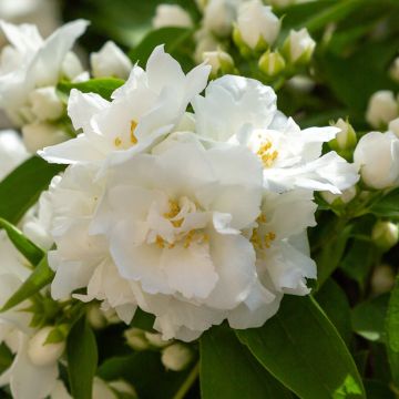 Philadelphus virginalis Mrs E.L. Robinson - Celinda