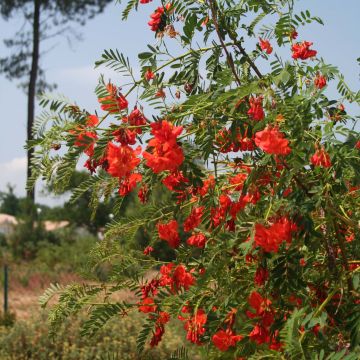 Sesbania punicea - Sesbania