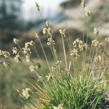 Sesleria caerulea