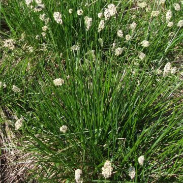 Sesleria heufleriana