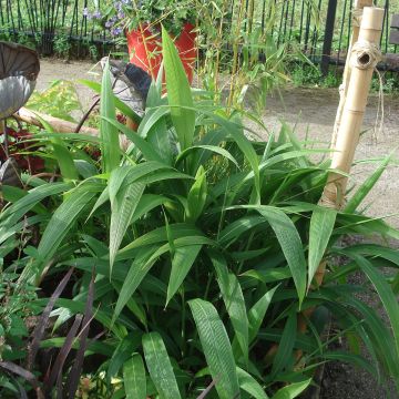 Setaria palmifolia - Cola de zorro