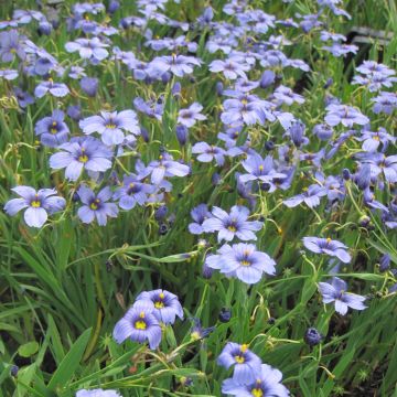 Sisyrinchium bellum - Ojo azul