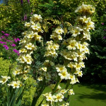 Sisyrinchium striatum Aunt May - Lirio Chileno Huilmo