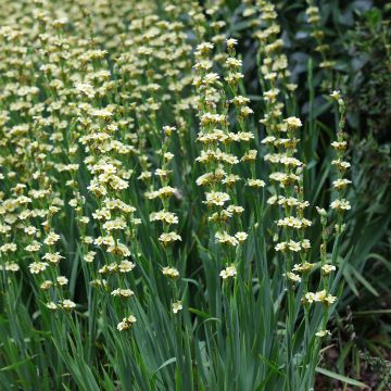 Sisyrinchium striatum - Lirio Chileno Huilmo