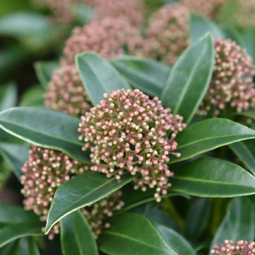 Skimmia japonica Marlot - Esquimia