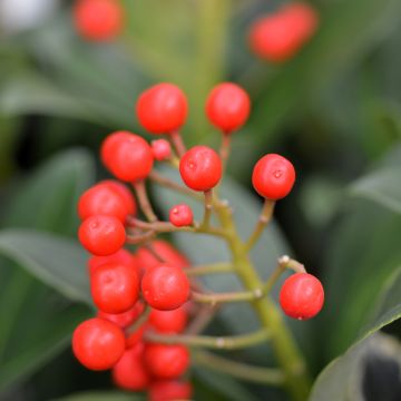 Skimmia japonica Pabella - Esquimia