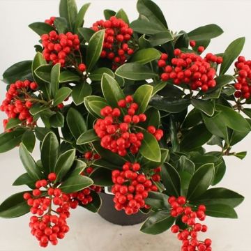 Skimmia japonica Temptation - Skimmia du Japon 