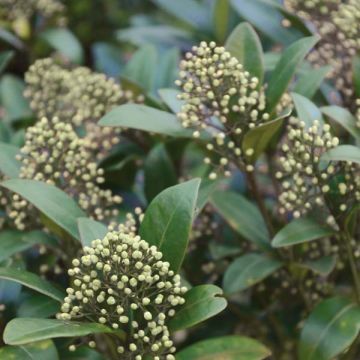 Skimmia japonica Kew Green