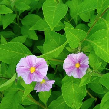 Solanum rantonnetii Charles Pink Star - Solano de flor azul