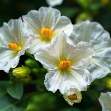 Solanum rantonnetii Charles White - Solano de flor azul