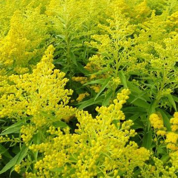 Solidago Golden Mosa - Vara de oro