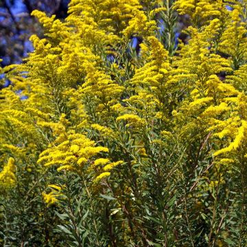 Solidago canadensis - Vara de oro