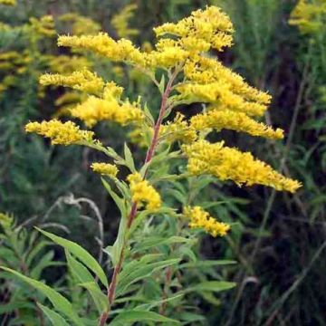 Solidago altissima - Vara de oro