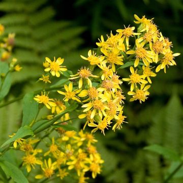 Solidago virgaurea - Vara de oro