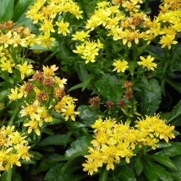 Solidago virgaurea Minutissima - Vara de oro