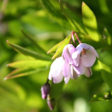 Sollya heterophylla Rosea - Campanita azul