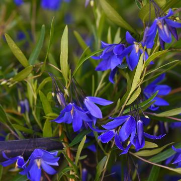 Sollya heterophylla Ultra Blue - Campanita azul