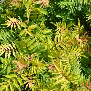 Sorbaria sorbifolia Matcha Ball - Falsa Spiraea