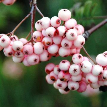 Sorbus arnoldiana Pink Veil - Serbal