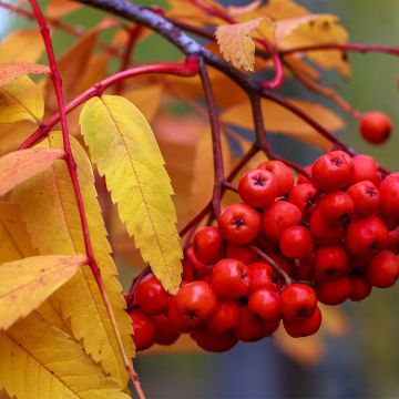 Sorbus aucuparia Sheerwater Seedling - Serbal de cazadores