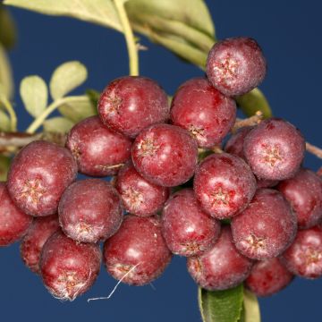 Sorbus aucuparia Krasavica - Serbal de cazadores