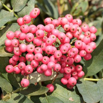 Sorbus Leonard Messel - Serbal