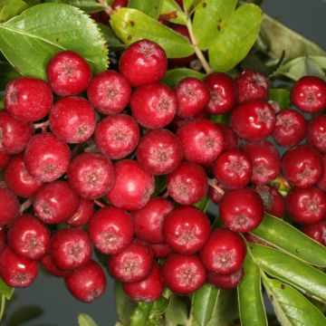 Sorbus Rubinowaja - Serbal