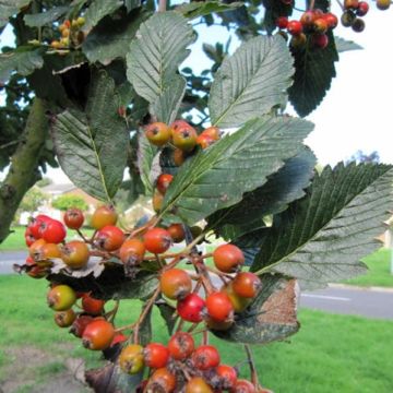 Sorbus aria Lutescens - Serbal morisco