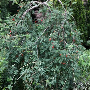 Sorbier des oiseleurs pleureur - Sorbus aucuparia Pendula