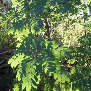 Sorbus aucuparia - Serbal de cazadores