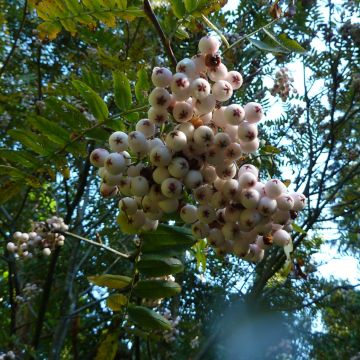 Sorbus cashmiriana