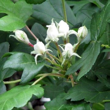 Sorbus torminalis - Mostajo