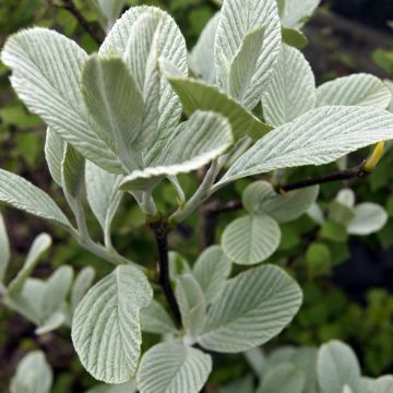 Sorbus wardii